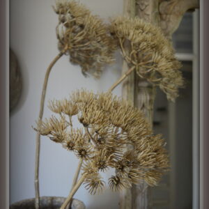 stoer en landelijk wonen. Kunst berenklauw.